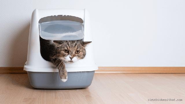 Was tun wenn Katze keinen Stuhlgang hat?