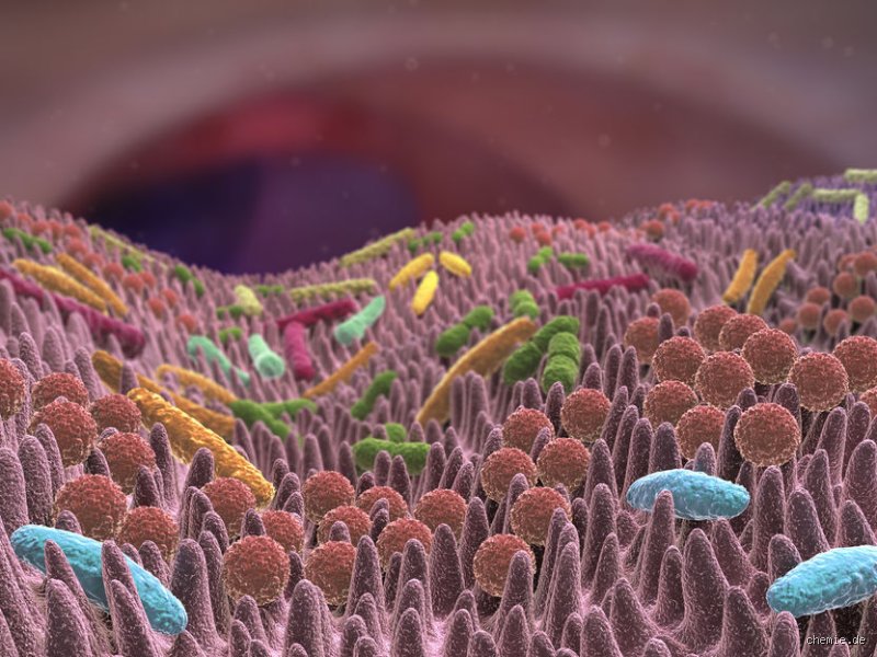Welche Darmbakterien produzieren Trimethylamin? Ein tiefer Blick ins Mikrobiom