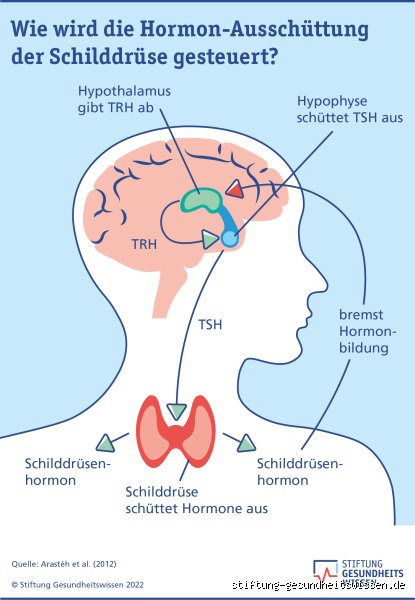 Igitt! Welche Hormone feiern eine Party, wenn uns der Ekel packt?