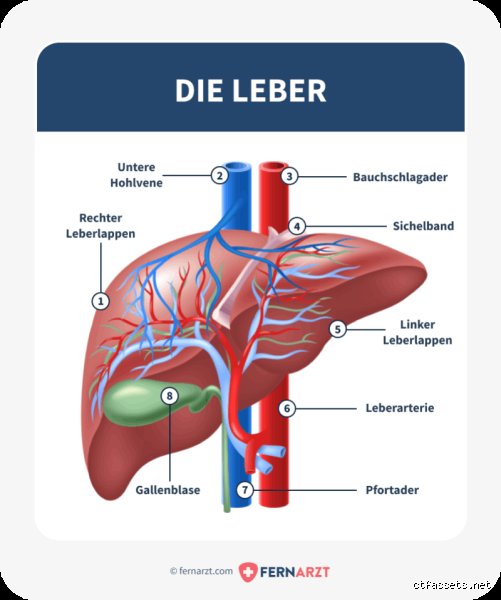 Welchen Einfluss hat die Leber auf die Atemwege?