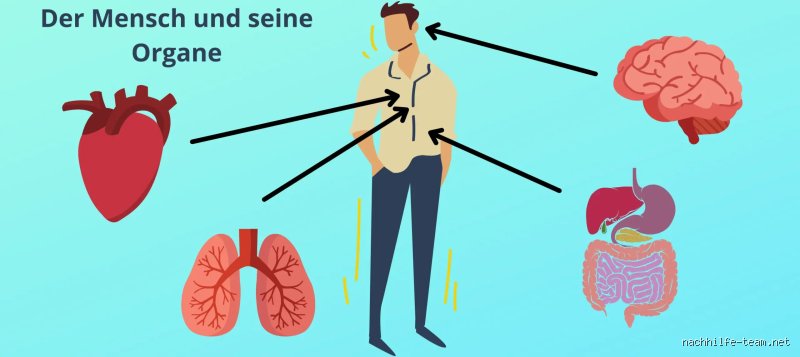 Welches Organ altert nicht?