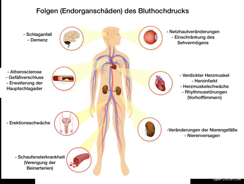 Welches Organ erhöht den Blutdruck?