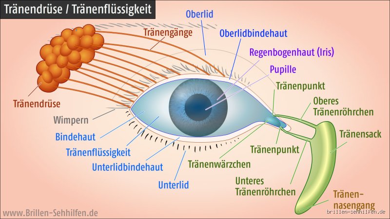 Augen aufgedeckt: Welches Organ wirklich deine Sehkraft beeinflusst!