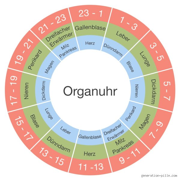 Um 2 Uhr hellwach? Dieses Organ ist der Übeltäter!