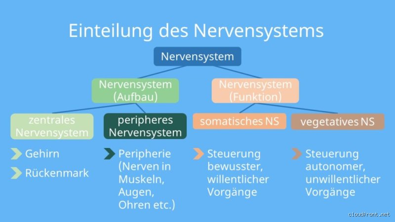 Wie baue ich mein Nervensystem wieder auf? Strategien zur neuronalen Regeneration