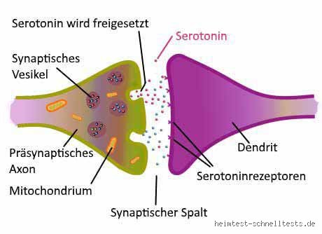 Wie diagnostiziert man Serotoninmangel wirklich? Die schwierige Wahrheit hinter dem Gefühl
