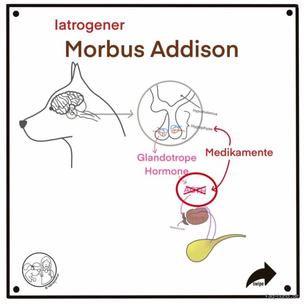 Wie entsteht Morbus Addison beim Hund? Ursachen und biologische Hintergründe