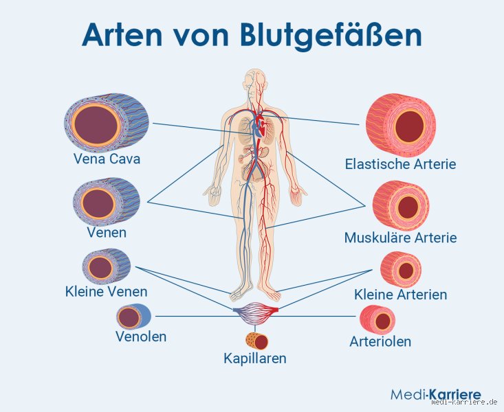 Wie erkennt man verengte Blutgefäße? Die subtilen Signale, die wir oft ignorieren