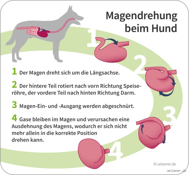 Wie kann ich eine Magendrehung beim Hund verhindern?