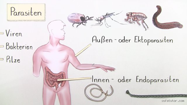 Wie kann ich feststellen, ob ich Parasiten habe?