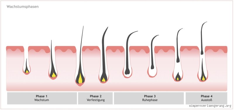 Wie lange dauert das bis Wimpern wachsen?