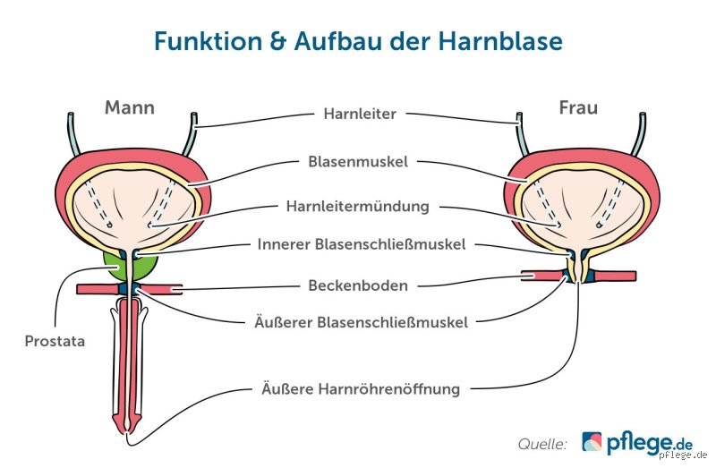 Wie lange dauert es, seine Blase zu trainieren?