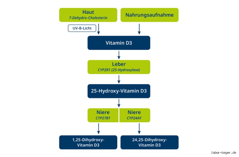 Wie lange dauert es Vitamin D aufzubauen?