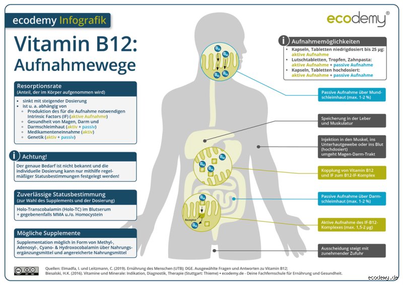 Wie lange hält sich Vitamin B im Körper? Eine Frage, die mehr verrät, als Sie denken