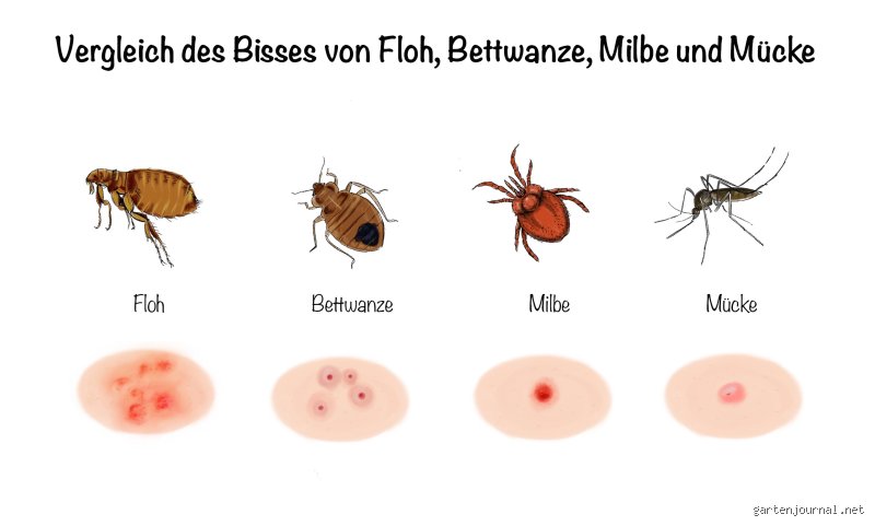 Grasmilben Bisse: Wie lange jucken sie wirklich und was hilft dagegen?