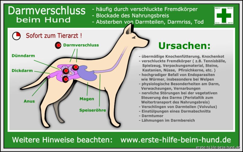 Wie lange kann ein Hund mit Darmverschluss leben?