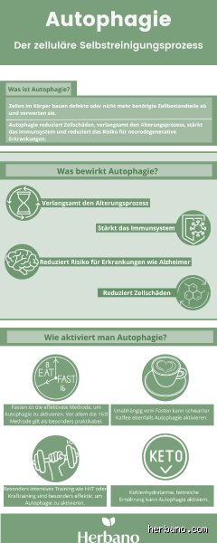 Wie lange nichts essen bei Autophagie?