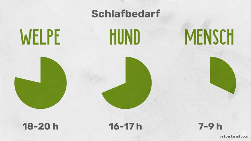 Wie lange sollte ein Hund am Tag schlafen: Der ultimative Schlafratgeber für Ihren Vierbeiner
