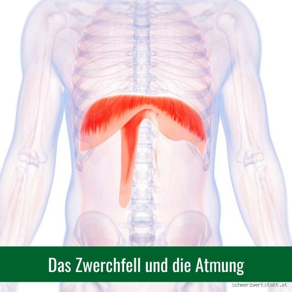 Wie löst man ein verkrampftes Zwerchfell? Effektive Methoden und anatomische Hintergründe