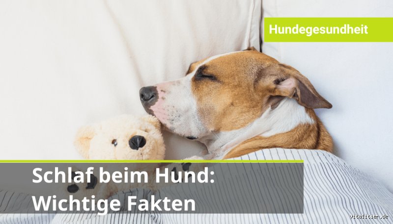 Wie schlafen Hunde bei Schmerzen?