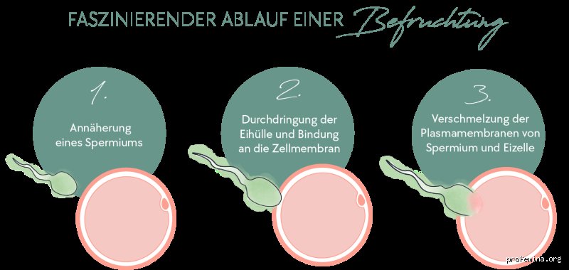 Wie sieht der Ausfluss aus wenn man befruchtet wurde? Die subtilen Zeichen der frühen Einnistung