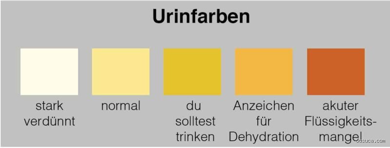 Wie viel trinken um Urin zu verdünnen? Die physiologischen Fakten zur Hydratation