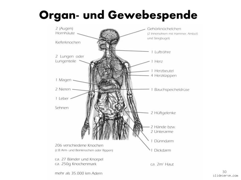 Wie viele Leben kann man mit den Organen eines Hirntoten retten?