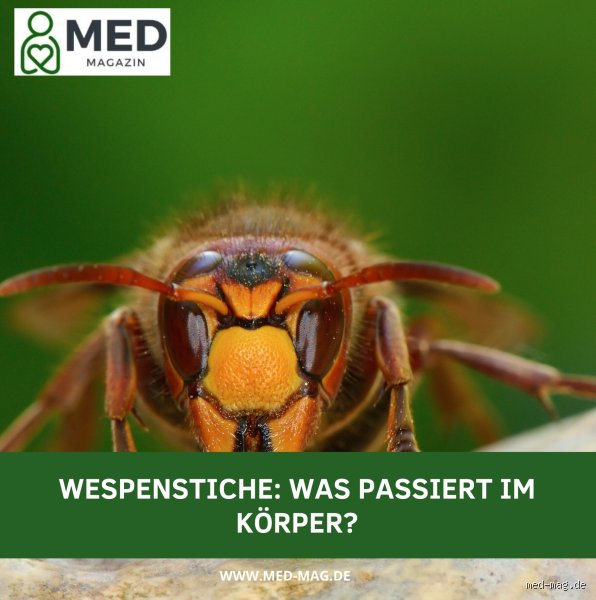 Wie viele Wespenstiche sind gefährlich?