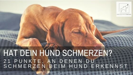 Wie zeigt ein Hund, dass er Schmerzen hat?