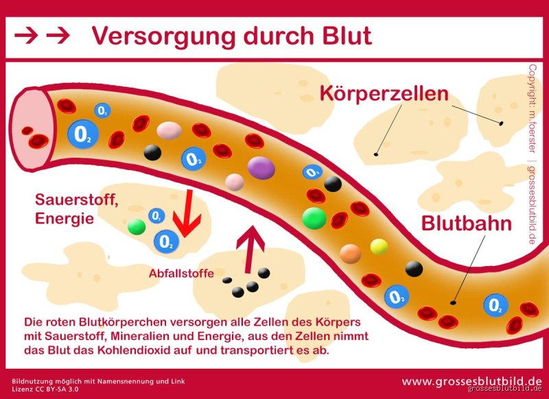 Wird das Blut verdünnt wenn man viel Wasser trinkt? Die nackte Wahrheit über Viskosität und Hydratation