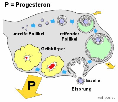 Wo steckt das meiste Progesteron drin? Ein umfassender Ratgeber