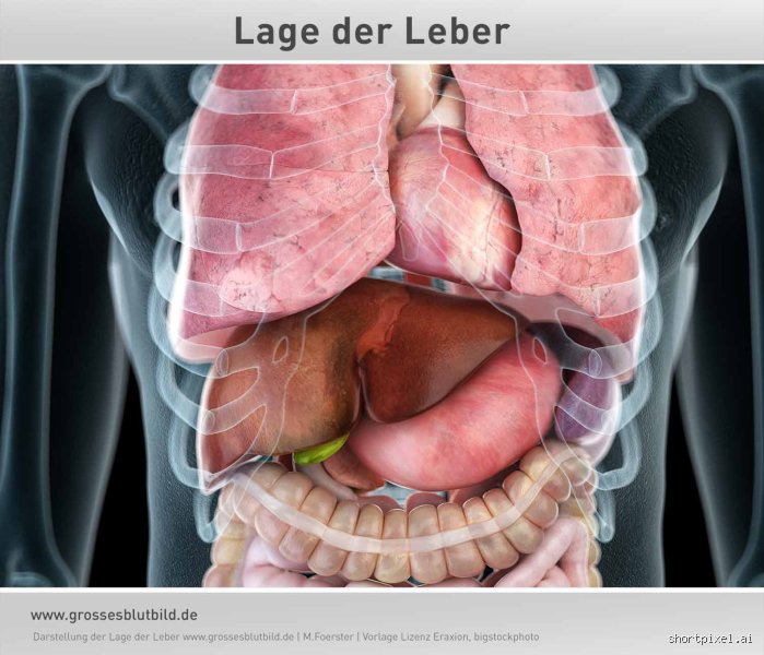 Wo liegt die Leber rechts oder links? Die anatomische Verortung und ihre klinische Relevanz