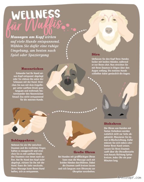 Wo mögen Hunde nicht gestreichelt werden? Die unsichtbaren Tabuzonen unserer Vierbeiner entschlüsselt