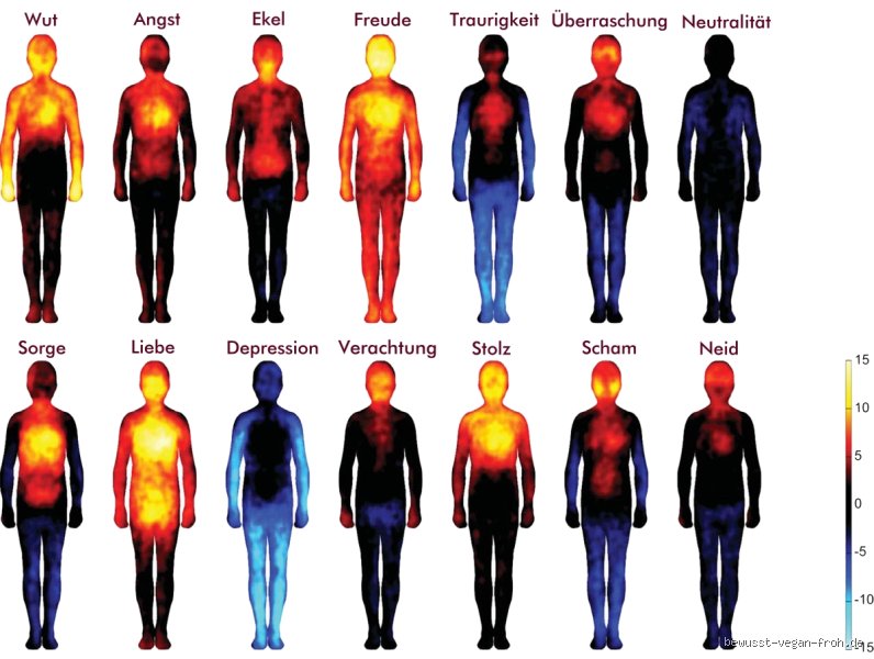 Wo wirken Gefühle im Körper? Ein tiefer Blick auf unsere emotionale Anatomie