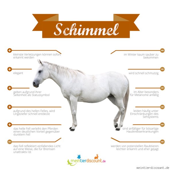 Warum heißt ein weißes Pferd eigentlich Schimmel? Die verblüffende Geschichte hinter dem Namen und der Biologie