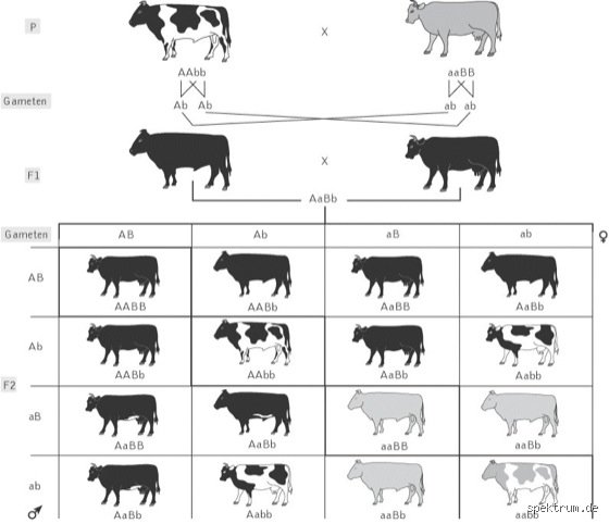 Was ist ein Trihybrider Erbgang? – Ein Einblick in die faszinierende Welt der Genetik