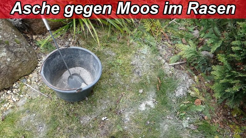 Ist Asche gut gegen Moos?
