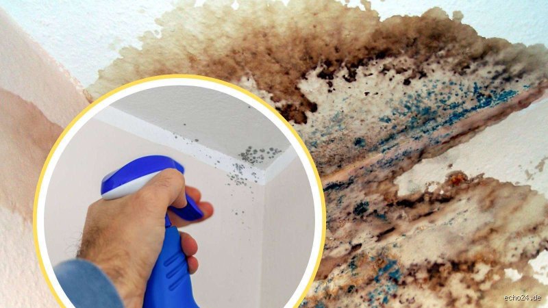 Ist der Vermieter verpflichtet, Schimmel in meiner Wohnung sofort zu beseitigen?