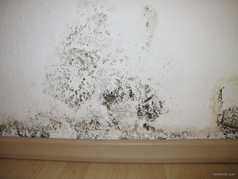 Wen rufe ich bei Schimmel an der Wand?