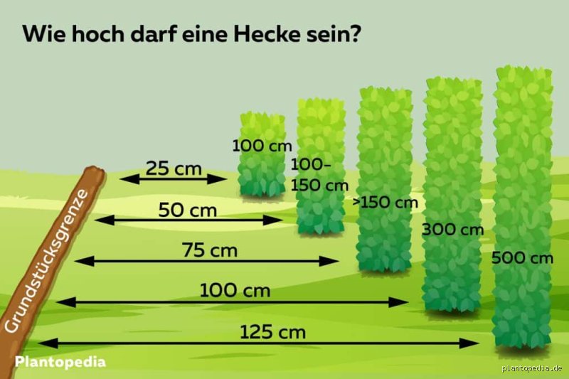 Wie hoch darf eine Benjeshecke sein?