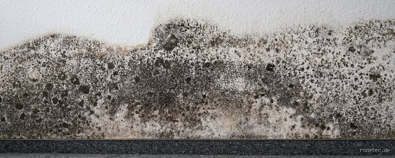 Wie schlimm ist Schimmel an der Wand?