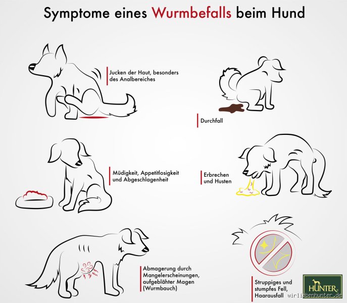 Haben Hunde mehr Hunger wenn sie Würmer haben?
