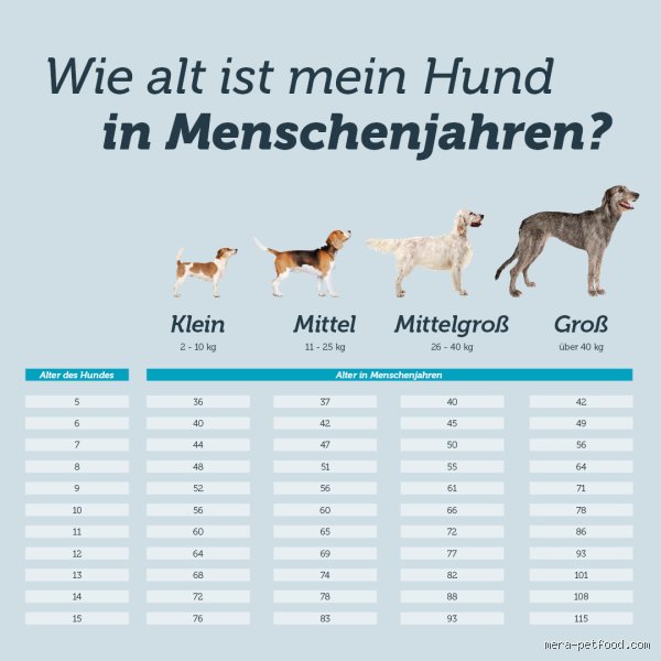 Ist ein Hund mit 10 Jahren alt?