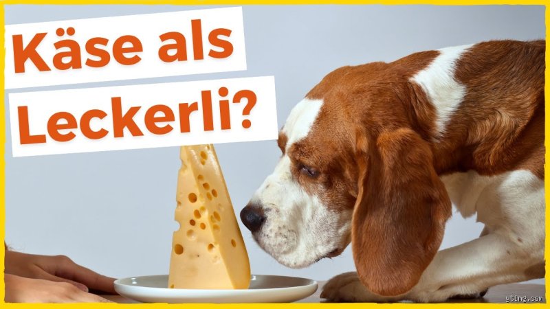 Ist Käse gut für Hunde?