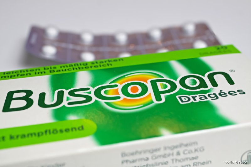 Kann ich meinem Hund Buscopan Plus geben? Was wirklich hinter der Frage steckt