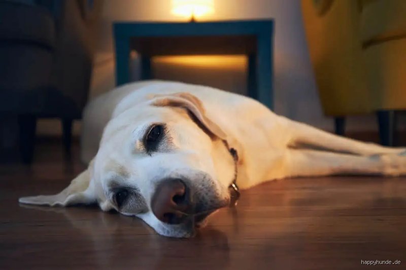 Kann ich meinen Hund nachts alleine lassen?