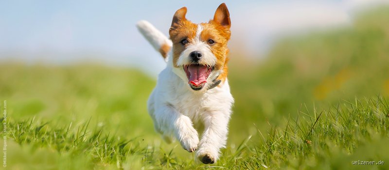 Wann ist ein Hund glücklich und zufrieden? Die ungeschönte Wahrheit über hündisches Wohlbefinden
