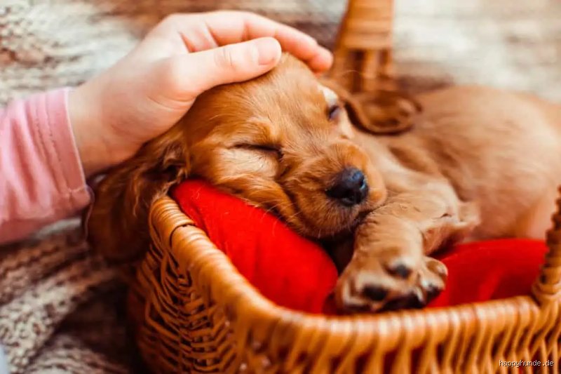 Wann sollte ein Hund schlafen gehen? Tipps für einen erholsamen Schlaf
