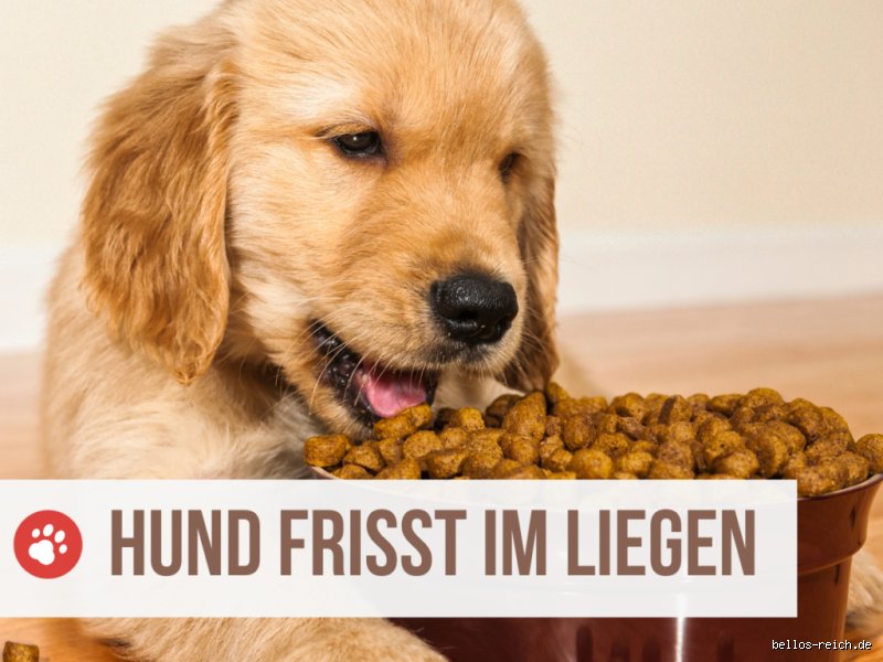 Warum frisst mein Hund so hastig?
