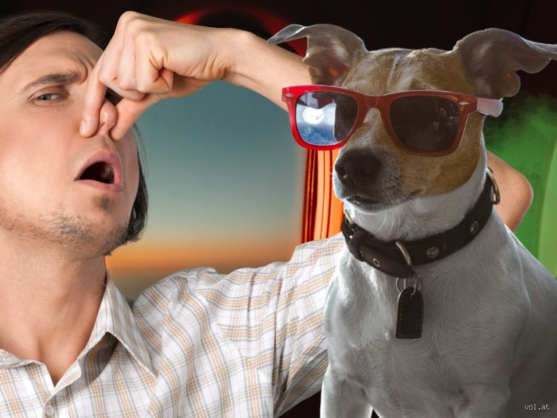 Warum furzt mein Hund so laut?